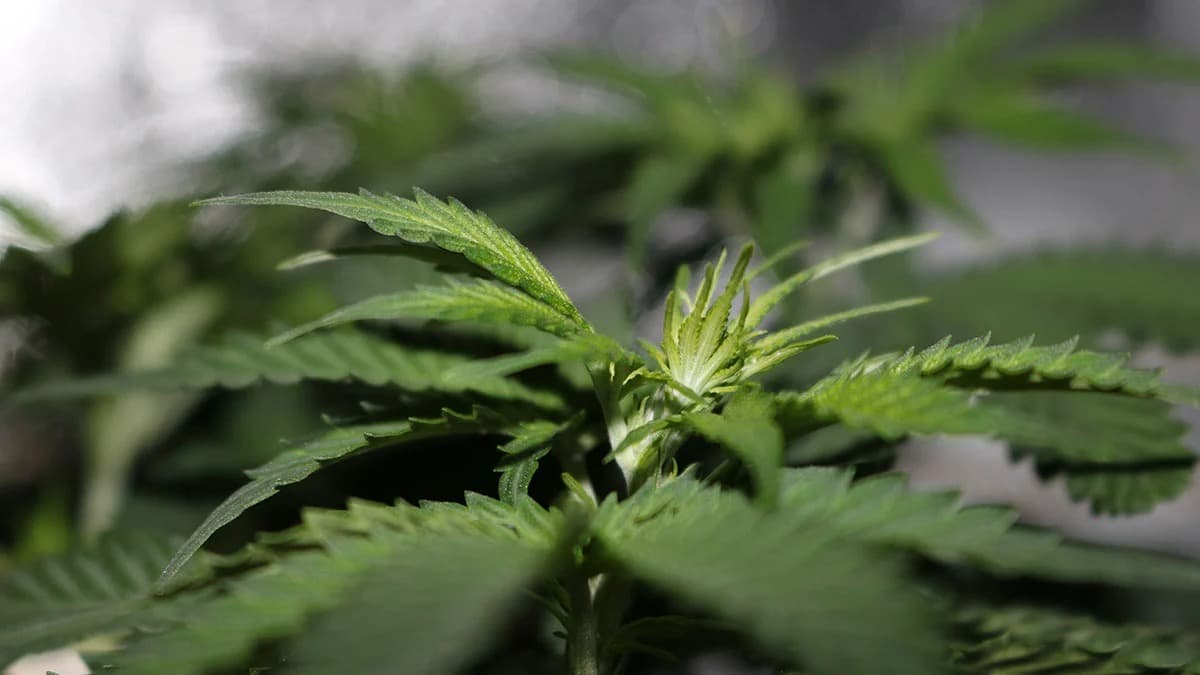 Clubs Cannabis Madrid – Your Trusted Guide to the Best Hash Madrid Experiences