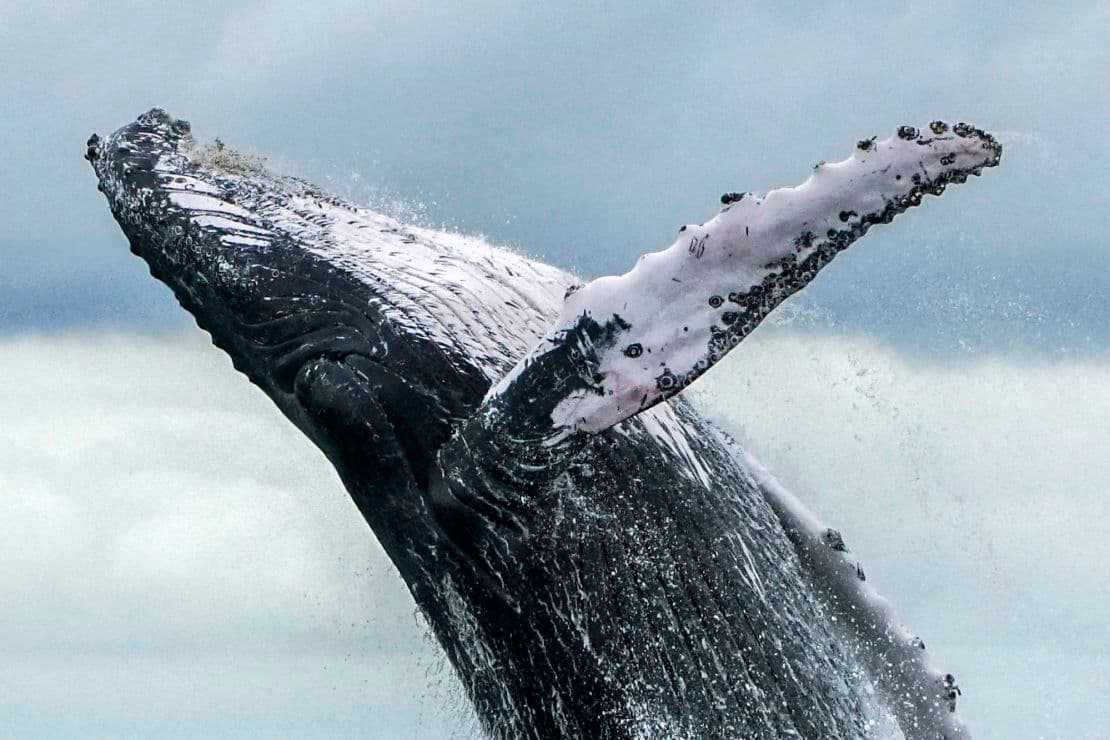 Empowering Marine Life: A-LAW and marianthi baklava Pioneering Justice