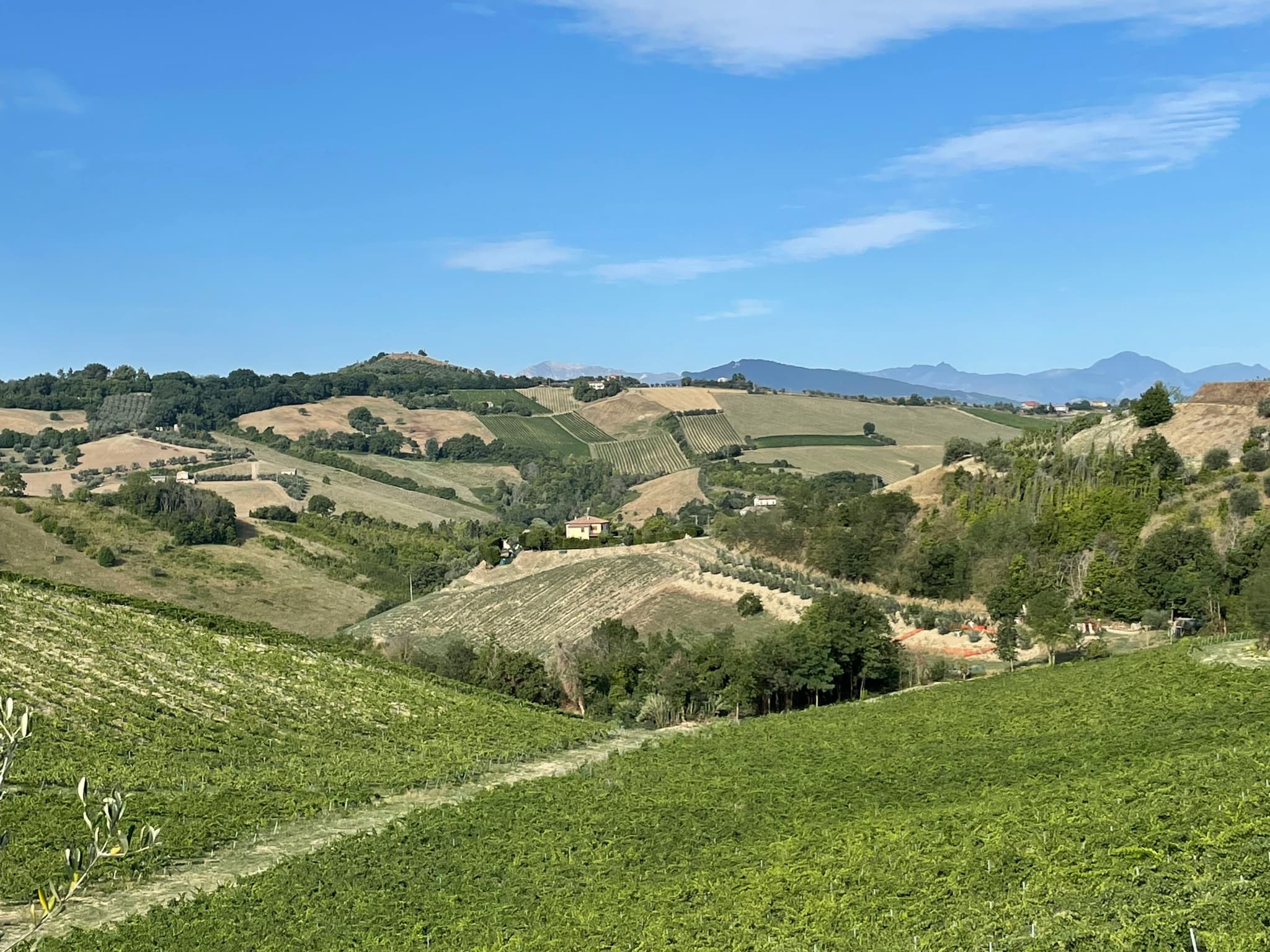 Exploring the Best Winery Sacramento Has to Offer