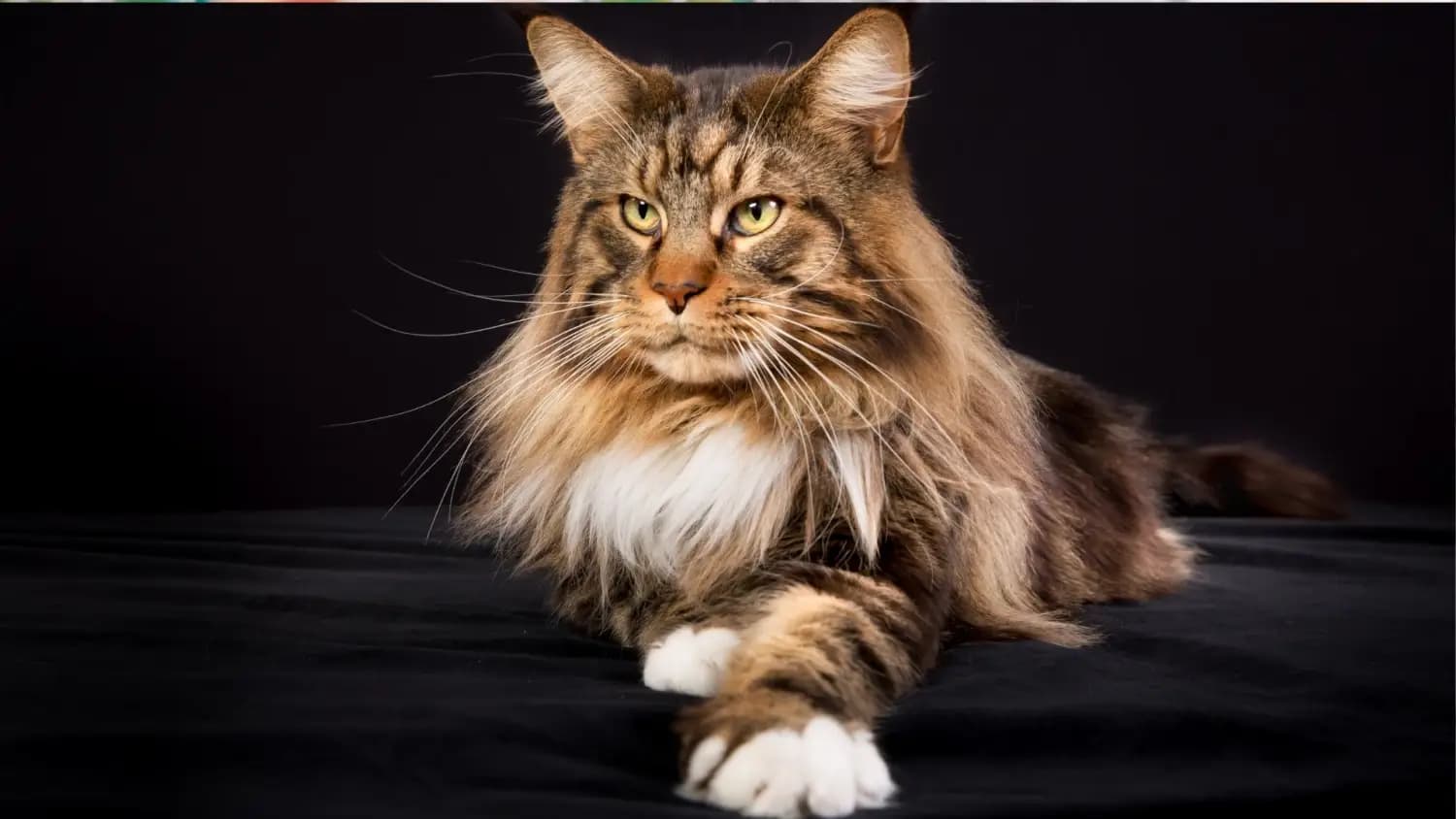 Maine Coon Kittens Sacramento | Gentle Giants, Loving Hearts