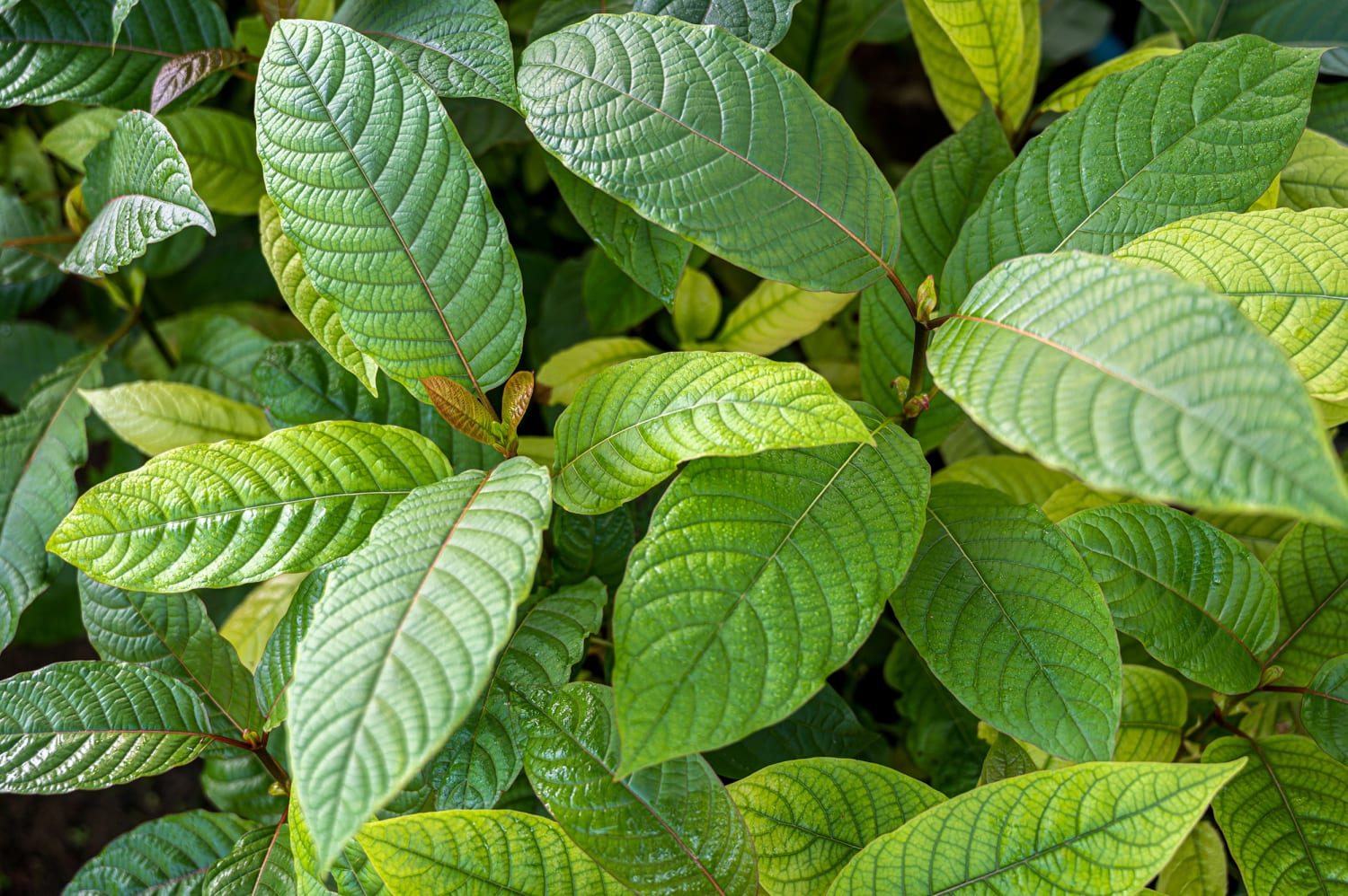 Discover a Creative Kratom Tea Shop Chiang Mai Style