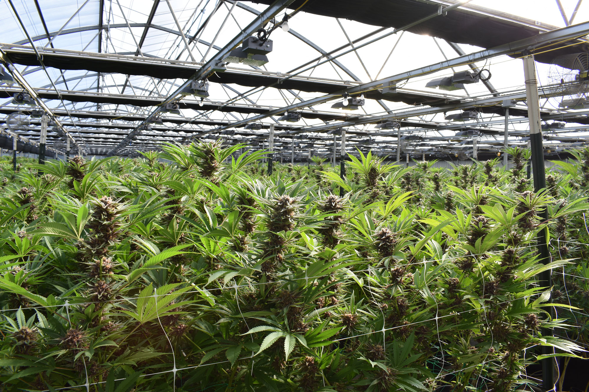 Exploring atmosphere and quality at the Best Cannabis Club Madrid