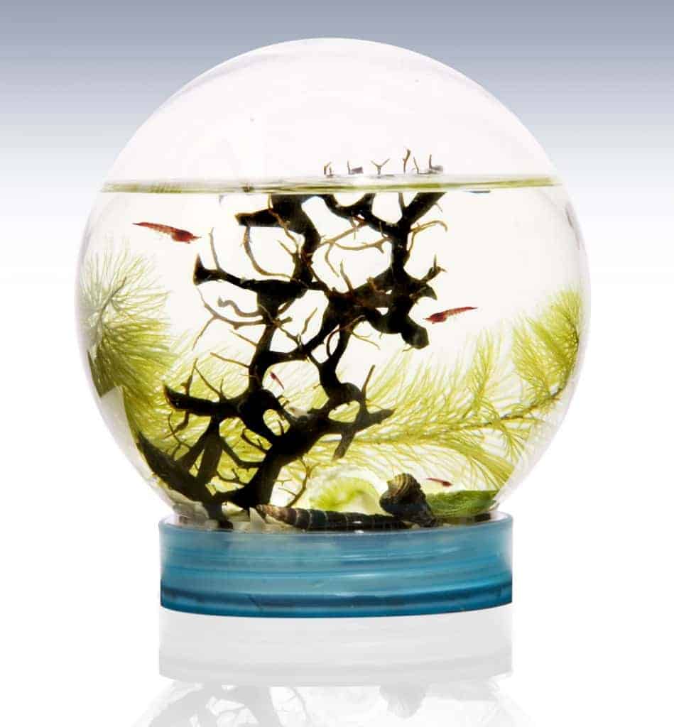 Buy Opae Ula from a Trusted Sustainable Shrimp Store
