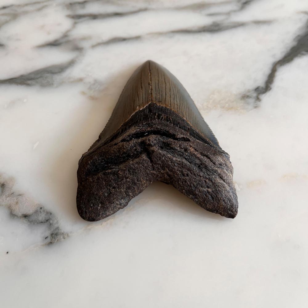 VISIT FOSSIL DRIVEN’S MEGALODON COLLECTION AND START YOUR COLLECTION