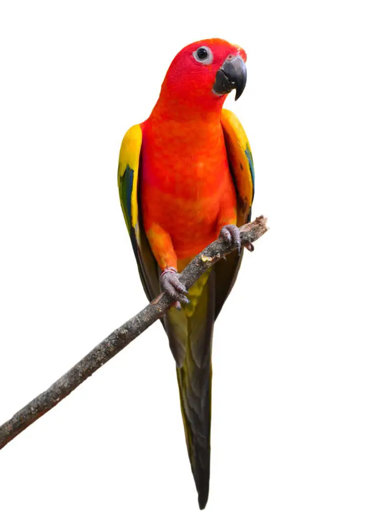 Parrot Breeder – Worldwide Shipping by Amazing Birds Farm