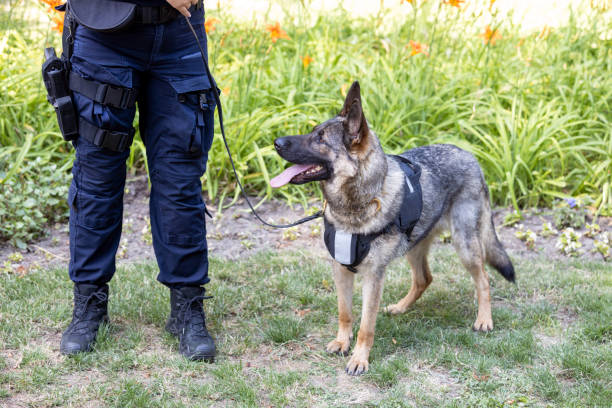 Security Dog Services Coventry for Enhanced Site Protection