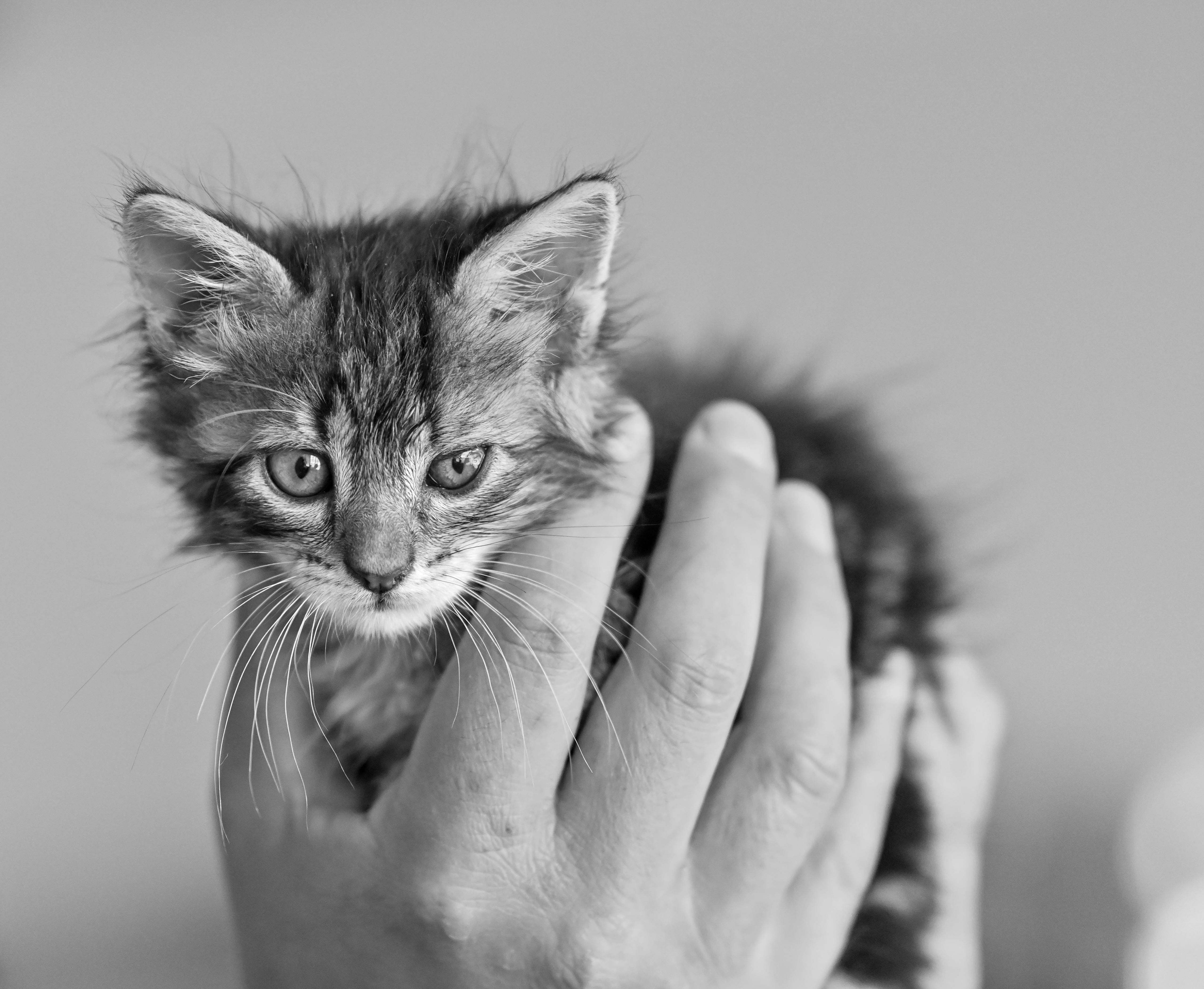Maine Coon Cats for Sale Sacramento – Premium Quality Kittens