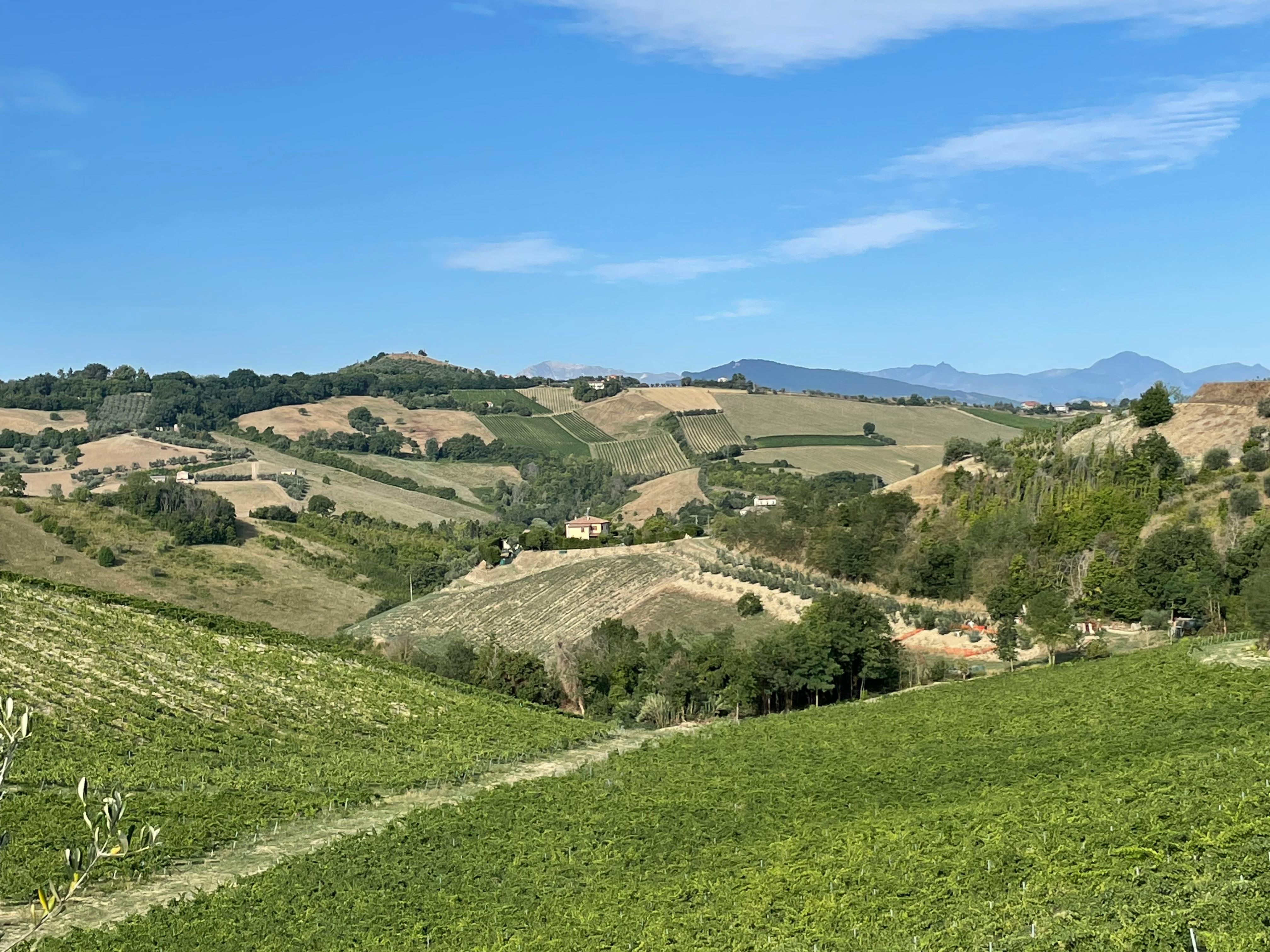Exploring the Best Winery Sacramento Has to Offer