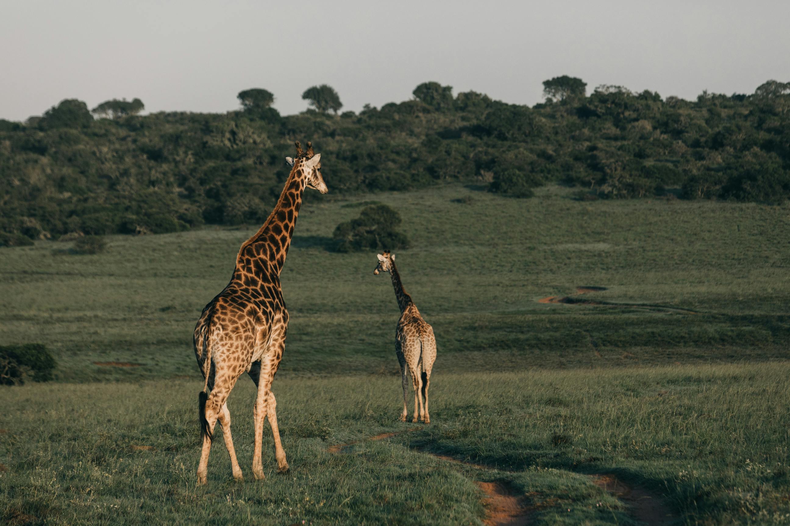 Tanzania Safari Itineraries: Big Five &amp; Spectacular Landscapes