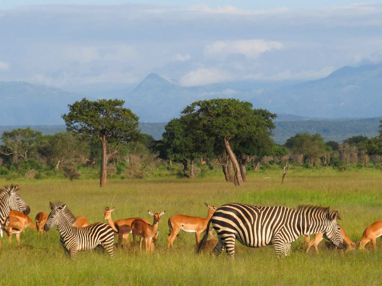 Explore the Best Wildlife Trails on a Mikumi National Park Tanzania Safari