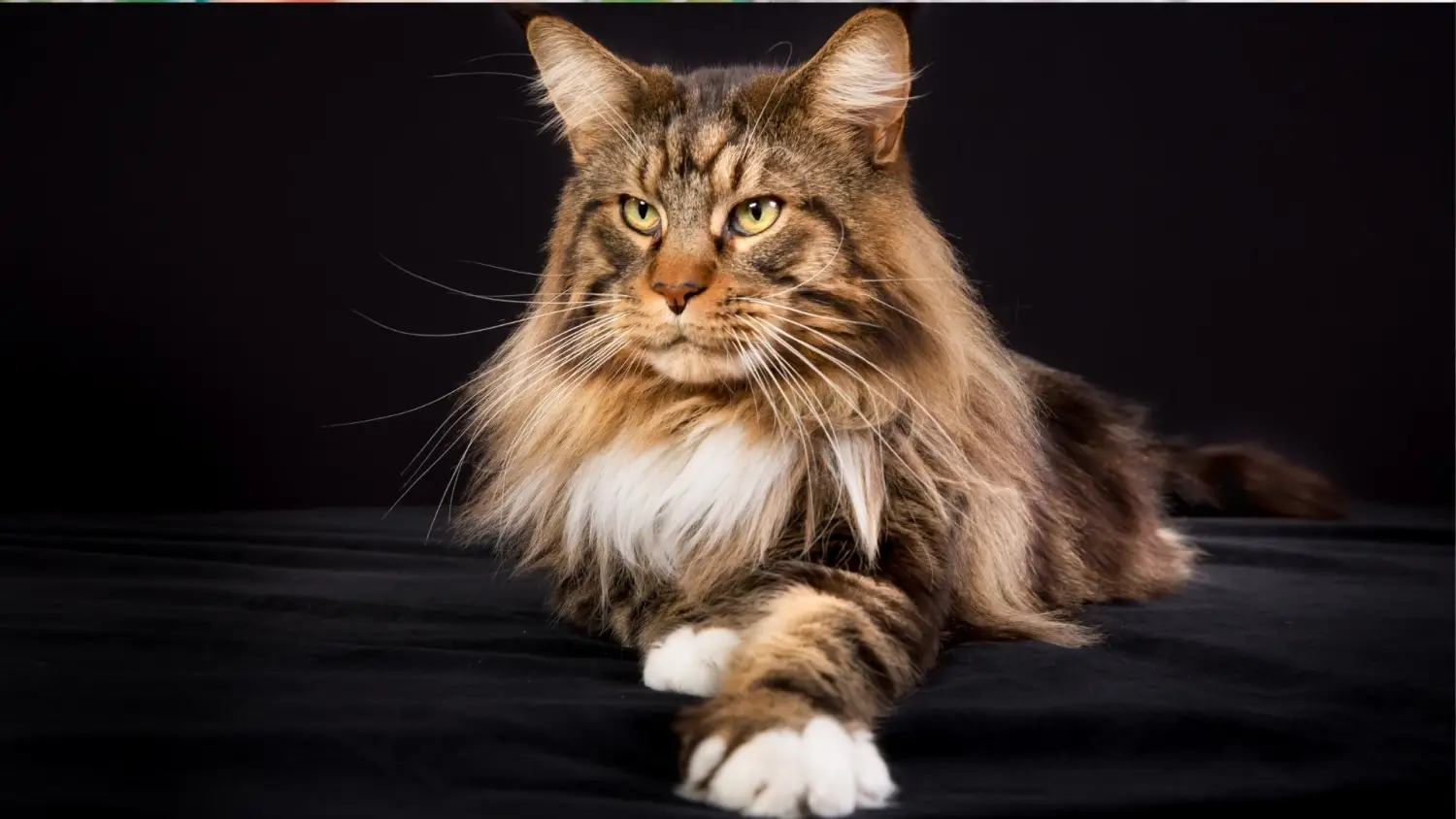 Maine Coon Kittens Sacramento | Gentle Giants, Loving Hearts