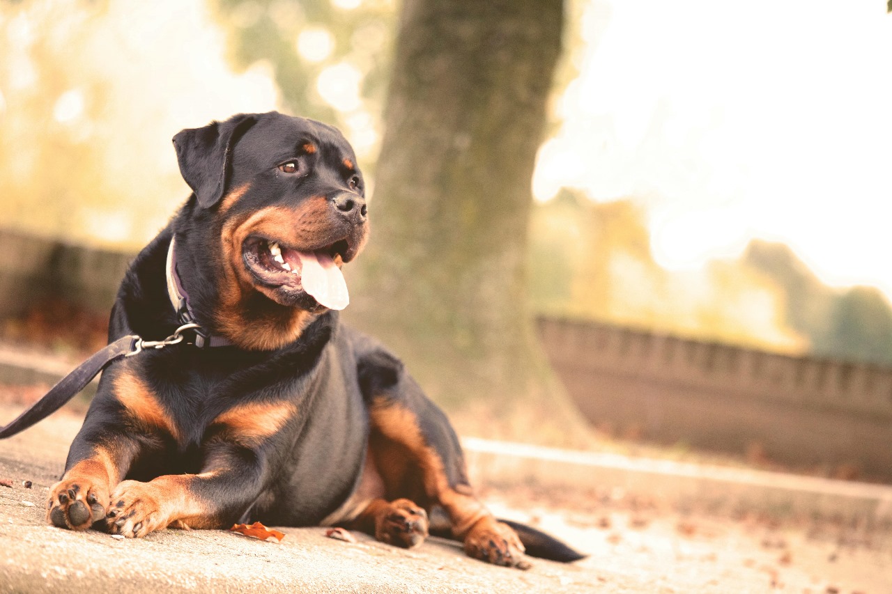 Top Benefits of Choosing Security Dog Services Birmingham