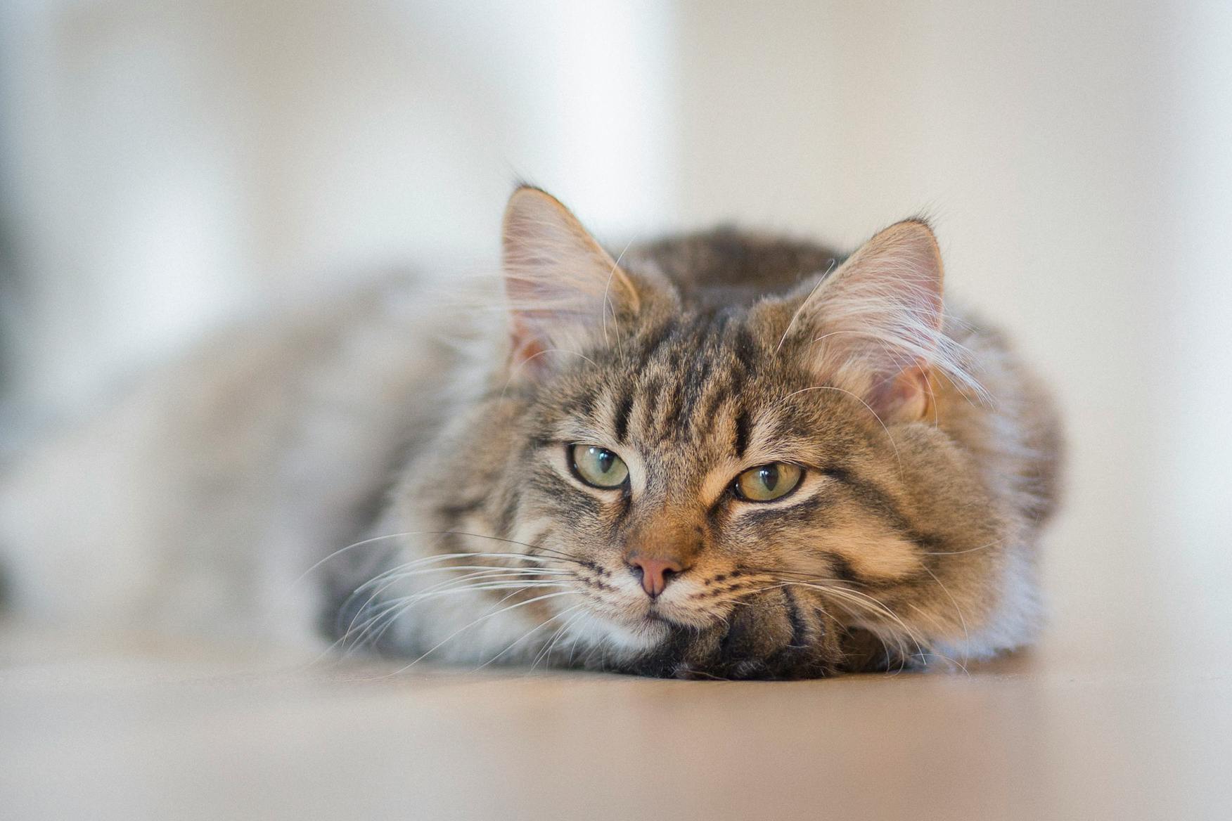 Maine Coon Cats for Sale Near Me: Visit Our Roseville, CA Cattery