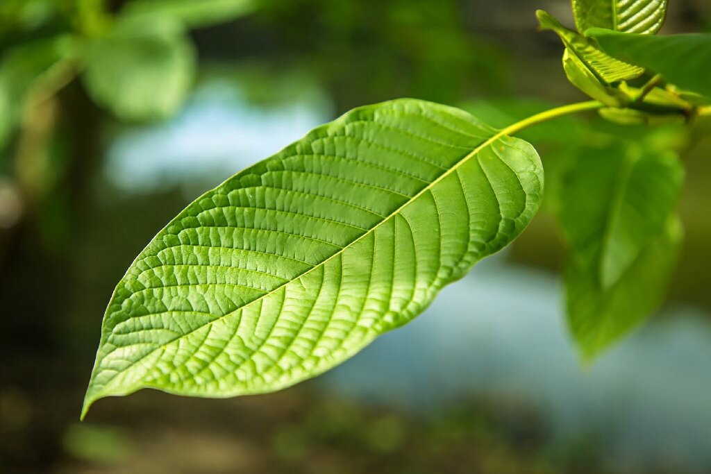 Organic Kratom Drinks Thailand for Natural Wellness
