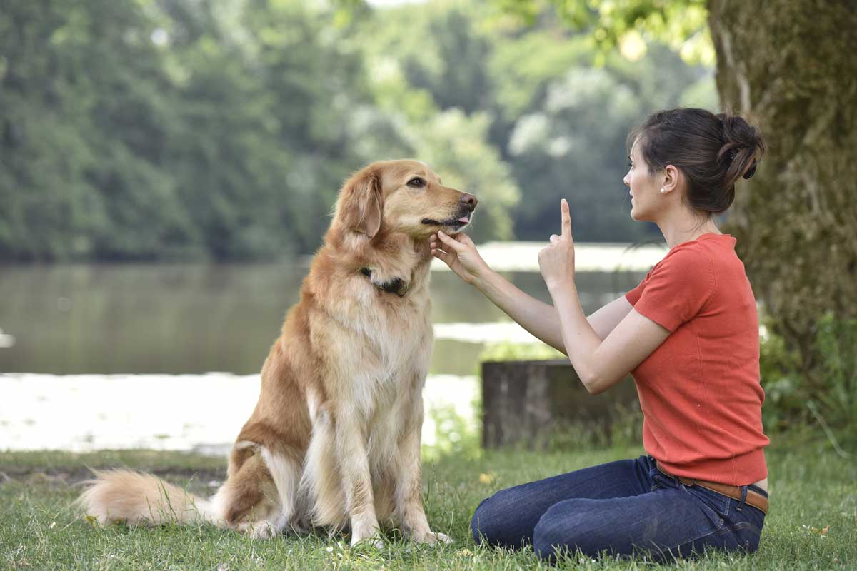 Discover the Best Dog Dock Jumping Near Me for Thrilled Pups